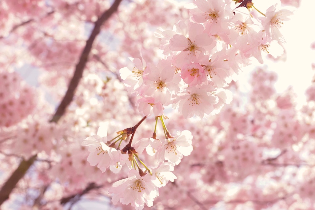 Hanami - das japanische Kirschblütenfest