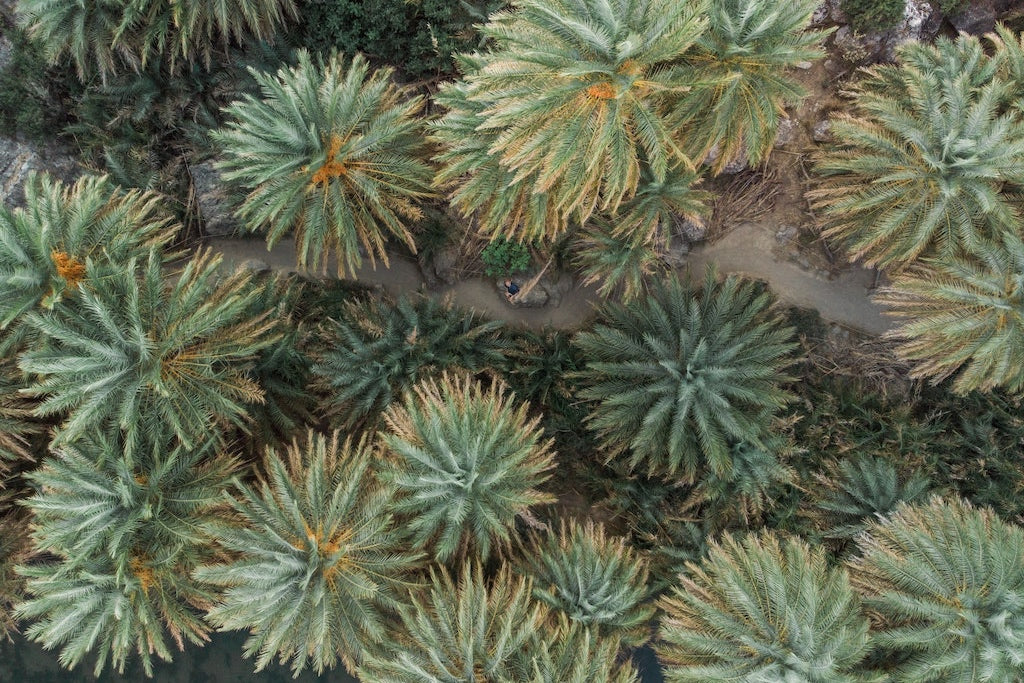 Deshalb verzichten wir auf Palmöl!